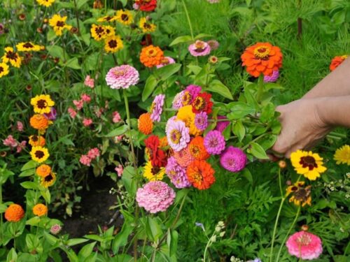 Cueillir des fleurs