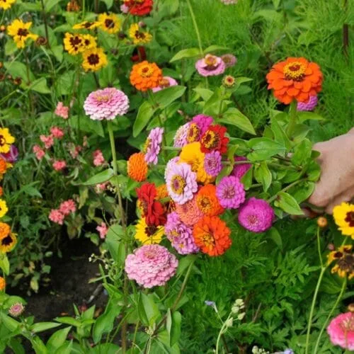Pluk bloemen