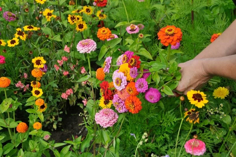cueillette-fleurs-zinnia-dahlia-nature-ferme-aventure-ronnet Cueillir des fleurs
