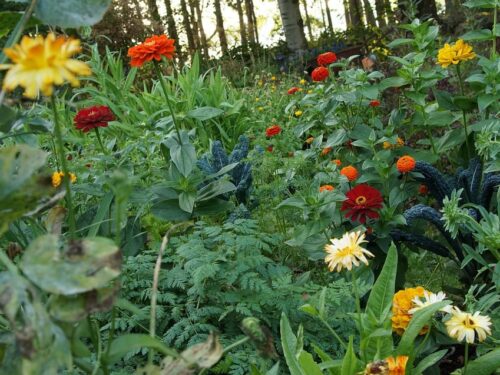 Fleurs comestibles