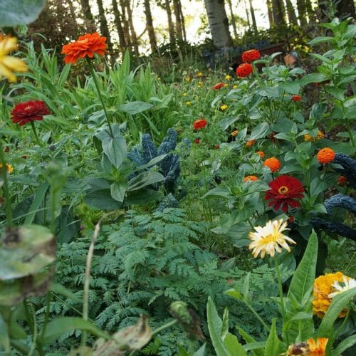 Eetbare bloemen