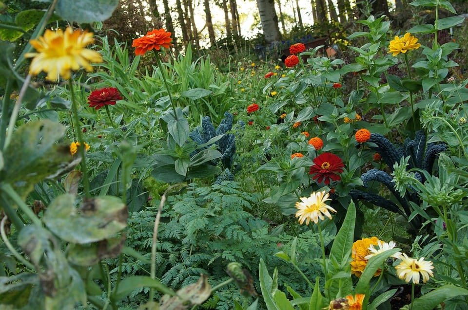 Eetbare bloemen